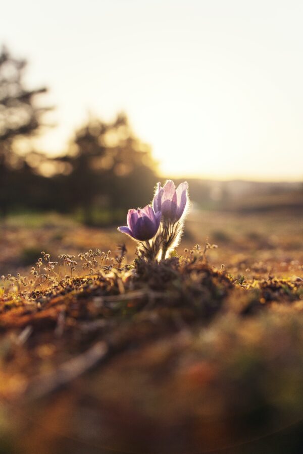 a violet flower