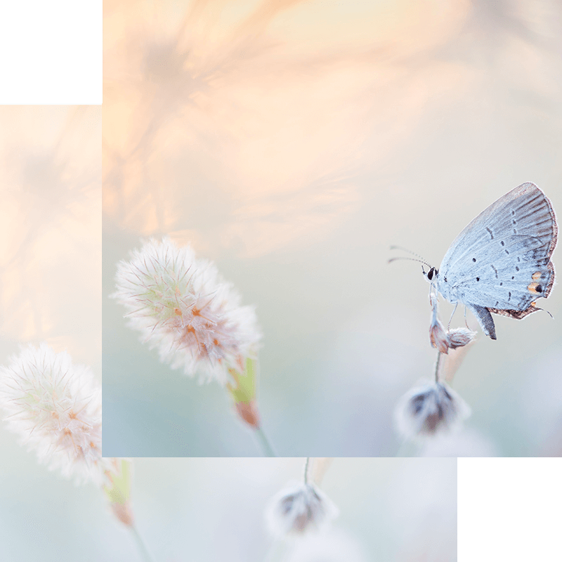 foto di una farfalla per chiara monaci